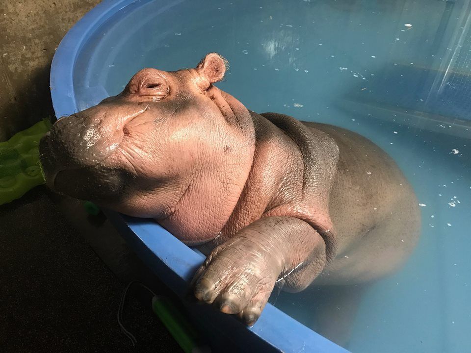 Фіона - фото 1