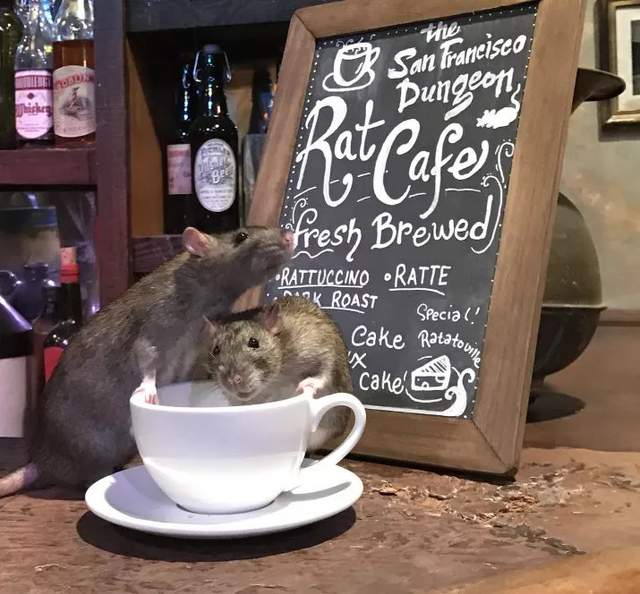 Страшно, але цікаво: кафе, де ви можете поїсти в оточенні живих пацюків - фото 168124