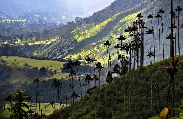 Як виглядає дивовижна долина пальм: унікальні фото - фото 164795
