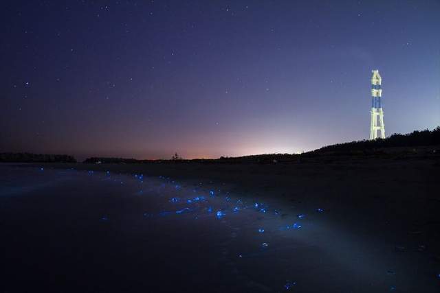 Як виглядає унікальне море, що світиться: казкові фото - фото 168706