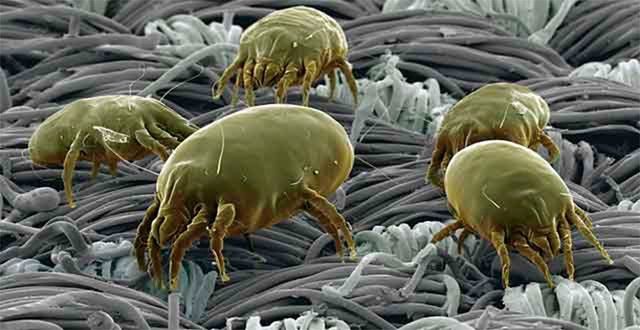 Цей аргумент переконає вас більше ніколи не застеляти ліжко - фото 164504