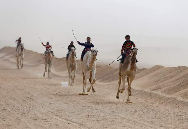 Як стають чоловіками: вражаючі перегони на верблюдах - фото 163451