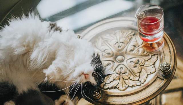 Щоб не пити на самоті: американці створили вино для котиків і песиків - фото 170596