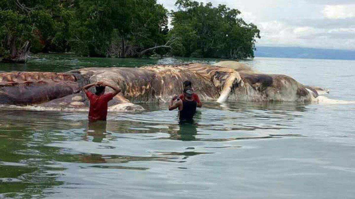 Дослідники дізналися, яке невідоме створіння було знайдене біля берегів Індонезії - фото 1
