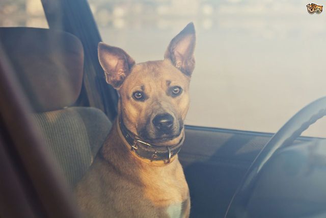Чому не варто залишати тварин в машині наодинці: інструкція - фото 170290