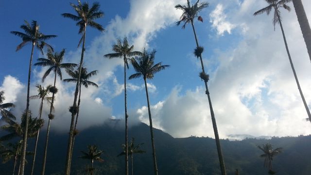 Як виглядає дивовижна долина пальм: унікальні фото - фото 164800