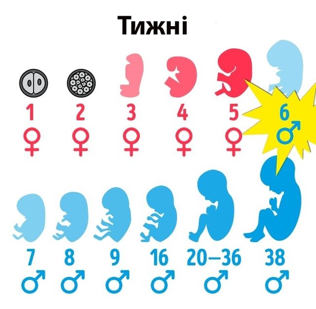 Ці 7 фактів про чоловіче тіло вас точно здивують - фото 165885