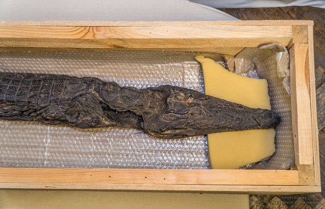 З'явилися перші фото сенсаційних мумій, яких виявили у Києві - фото 164397