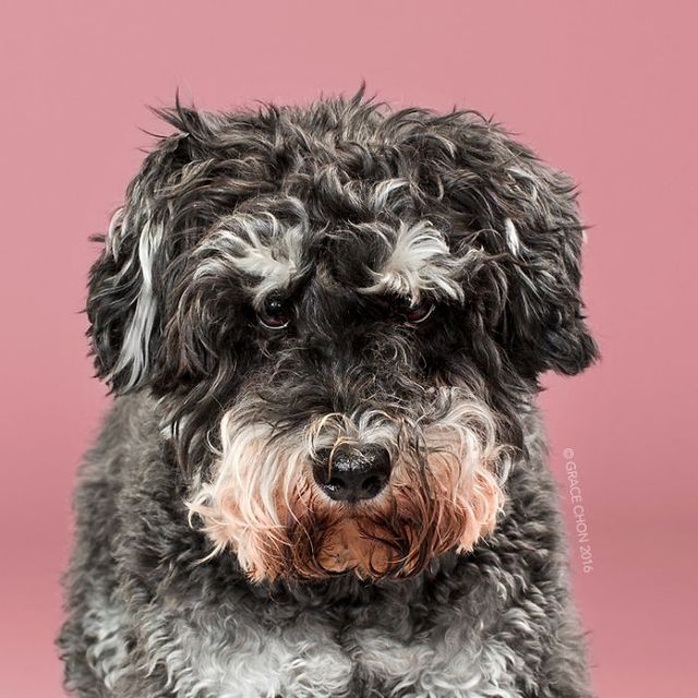 Зачіска змінює все! Кумедні собаки до і після стрижки - фото 167110