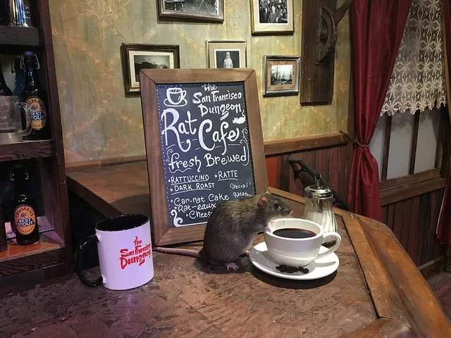 Страшно, але цікаво: кафе, де ви можете поїсти в оточенні живих пацюків - фото 168125