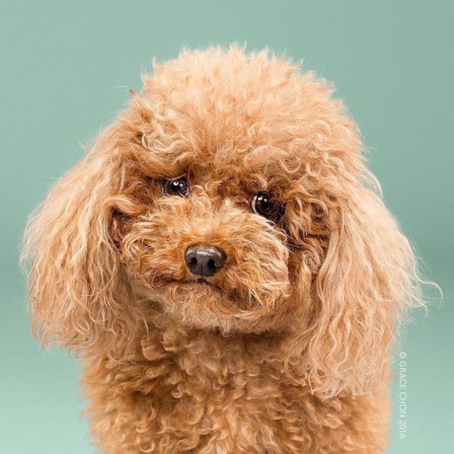 Зачіска змінює все! Кумедні собаки до і після стрижки - фото 167114