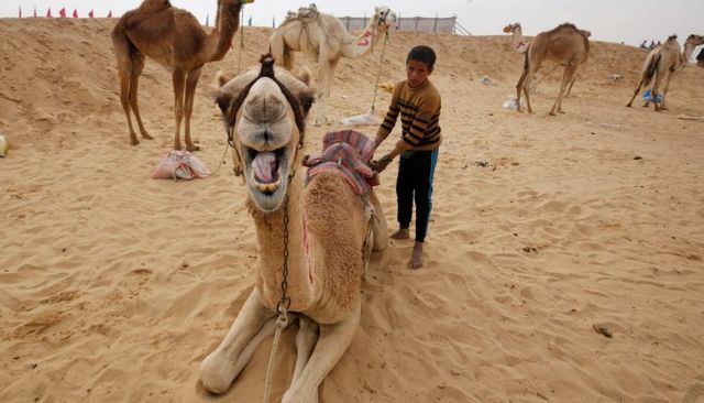 Amr Abdallah Dalsh - фото 163455