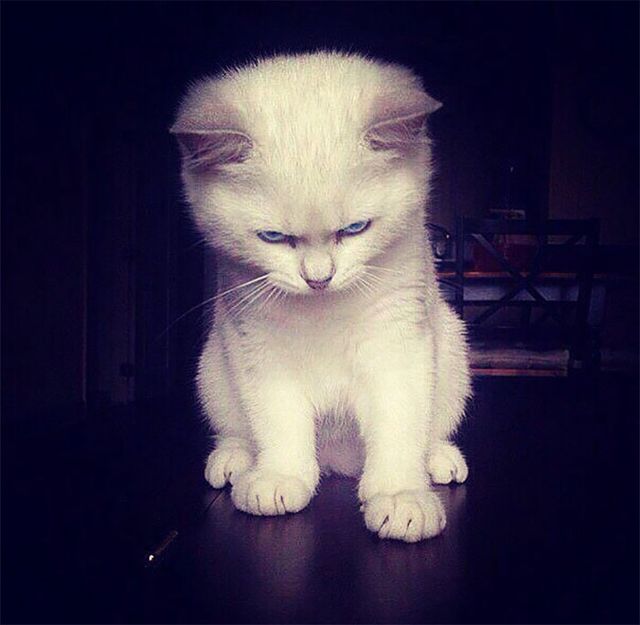 Злі коти, з якими краще не жартувати: кумедні фото - фото 168306