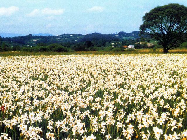 Як виглядає легендарна долина нарцисів на Закарпатті - фото 165680