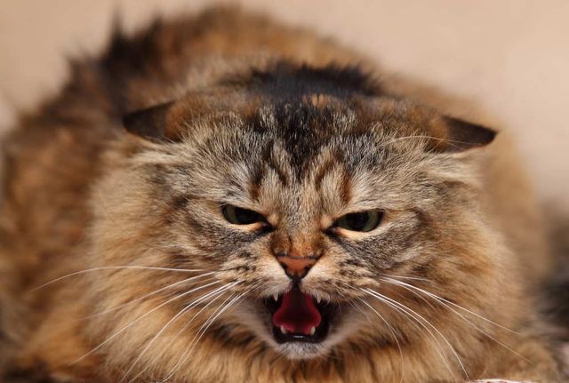 Злі коти, з якими краще не жартувати: кумедні фото - фото 168305
