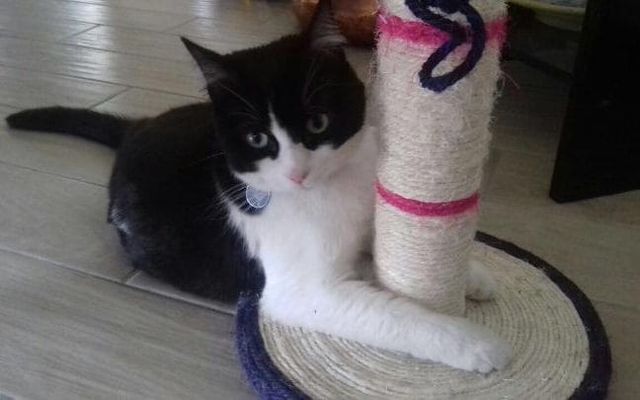 В Італії двоє жінок влаштували "битву за кота" - фото 168440