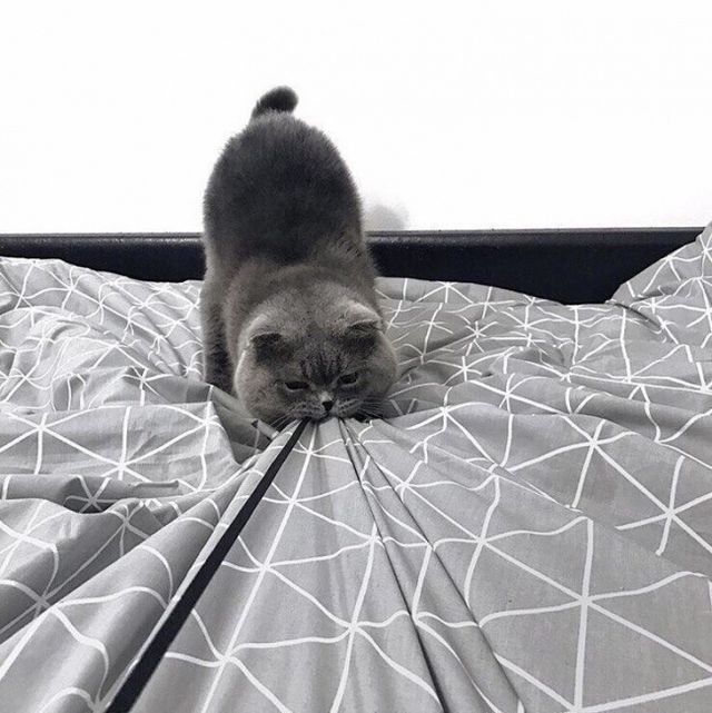 Ці кумедні фото переконають вас ніколи не заводити кота - фото 163604