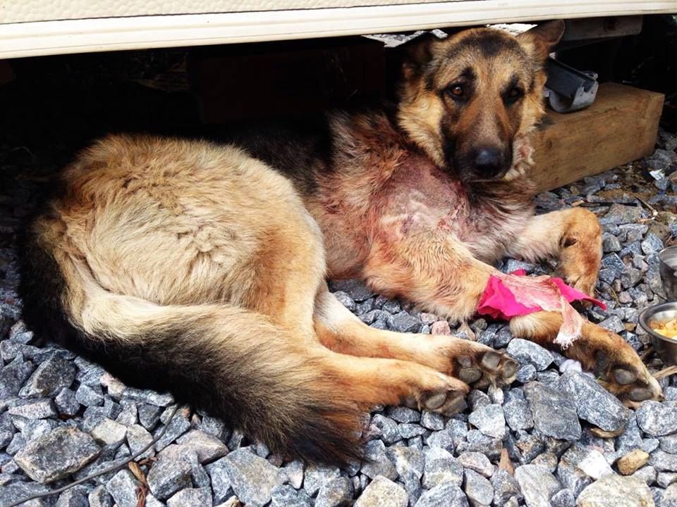 Як собака врятував двох бійців під час обстрілу на Донбасі: зворушливі фото