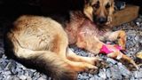 Як собака врятував двох бійців під час обстрілу на Донбасі: зворушливі фото