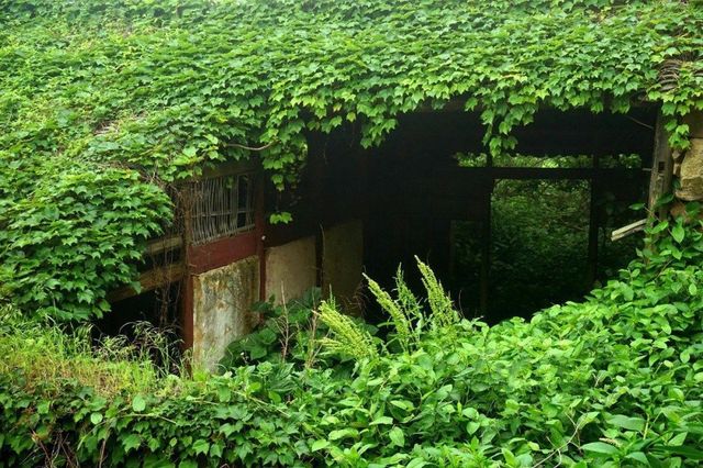 У полоні природи: як виглядає закинуте поселення у Китаї - фото 168169