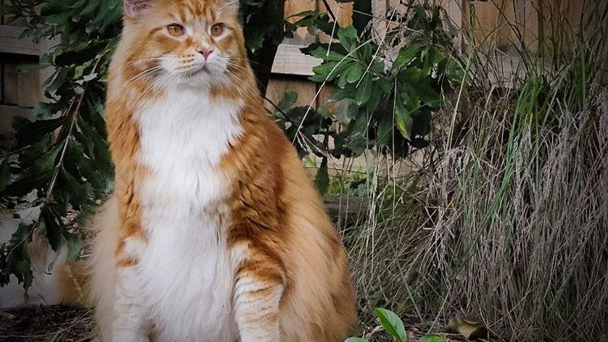 Ви маєте це побачити: Instagram найдовшого у світі кота - фото 1