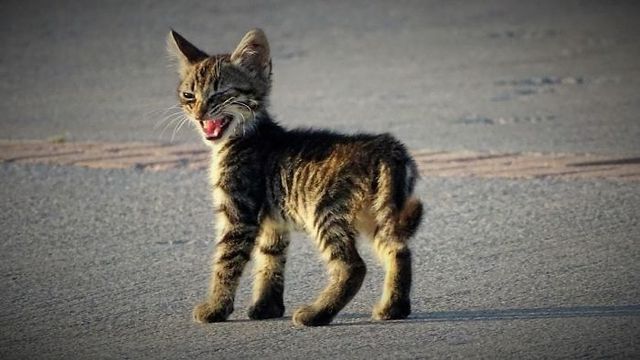 Злі коти, з якими краще не жартувати: кумедні фото - фото 168303