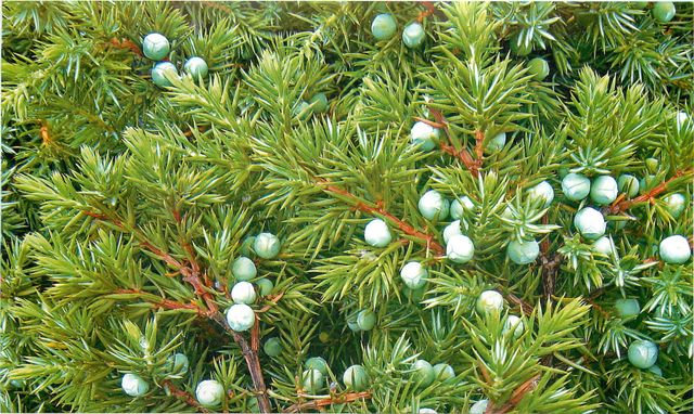 Збережіть собі! Ідеальні способи позбутися комарів - фото 163482