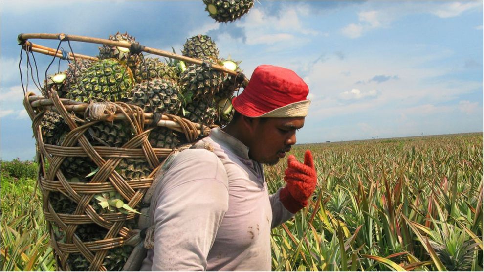 Ось як виглядають популярні продукти до збору врожаю