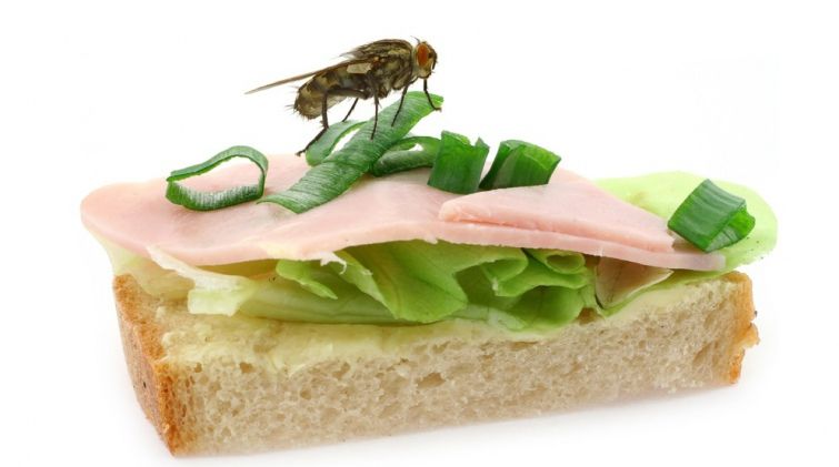 Що стається з їжею, коли на неї сідає муха
