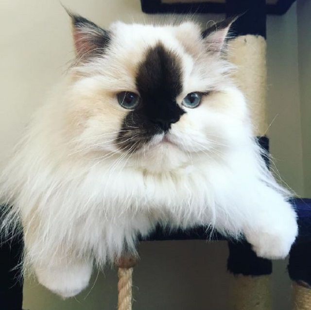 Гімалайське кошеня з "чорнилом" на носі стало зіркою мережі - фото 1