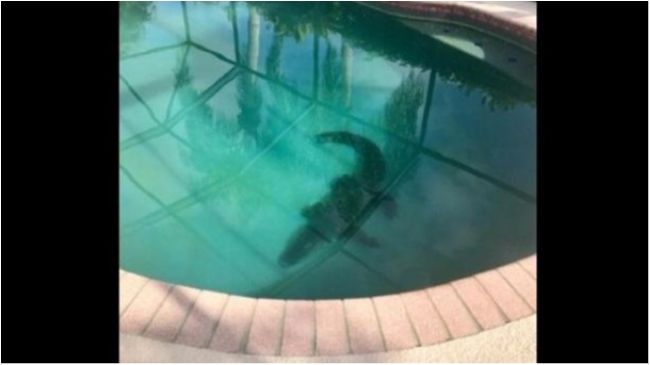 У США величезний алігатор окупував приватний басейн