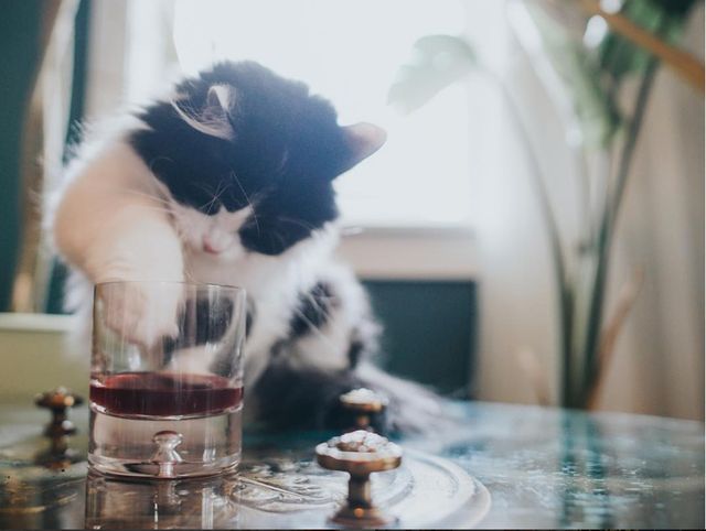 Щоб не пити на самоті: американці створили вино для котиків і песиків - фото 170598