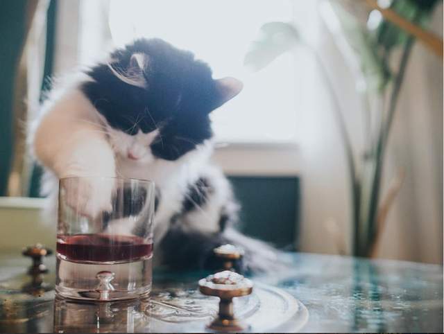 Щоб не пити на самоті: американці створили вино для котиків і песиків - фото 170598