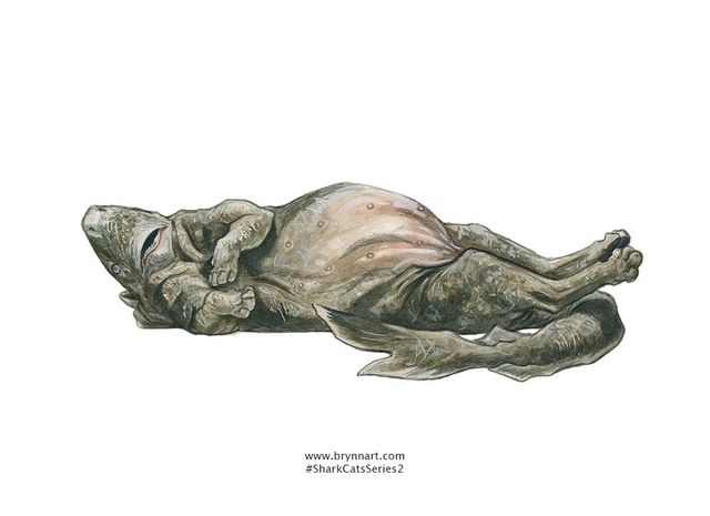 Якби акули були котами: веселі ілюстрації - фото 166640