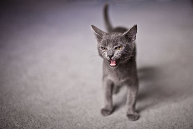 Злі коти, з якими краще не жартувати: кумедні фото - фото 168302