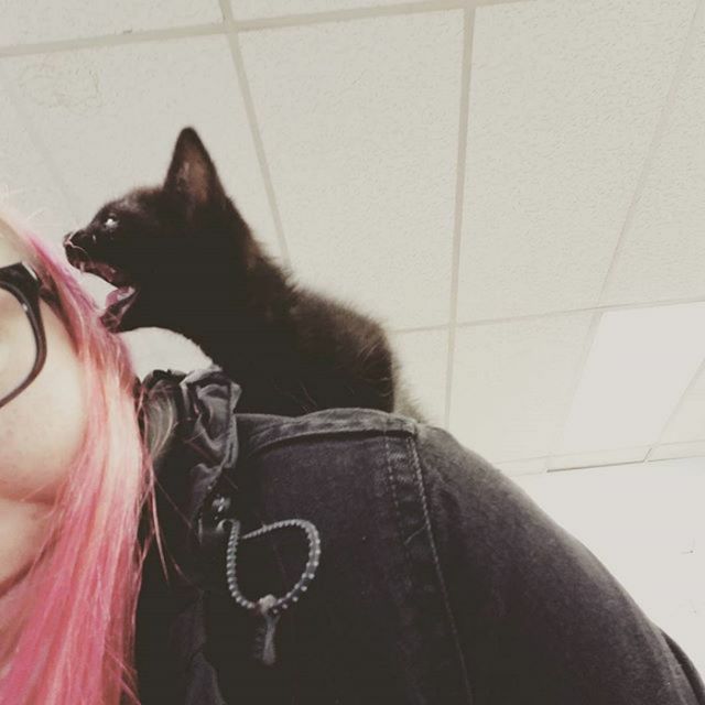 Злі коти, з якими краще не жартувати: кумедні фото - фото 168313