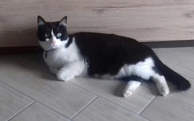 В Італії двоє жінок влаштували "битву за кота"