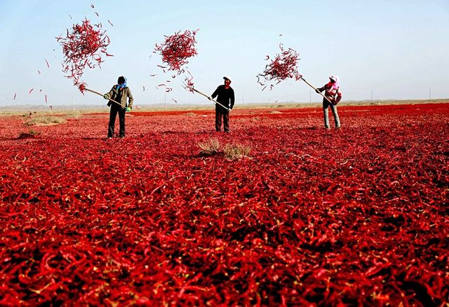 Як виглядає збір перцю чилі: вражаючі фото - фото 169690