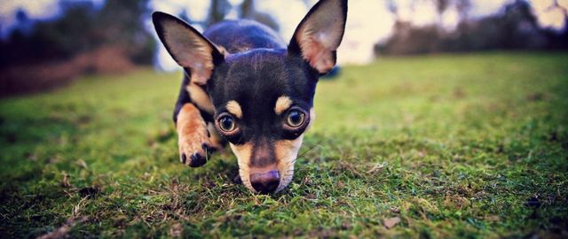 Вчені порівняли нюх собаки та людини. Результат вас точно здивує - фото 168742