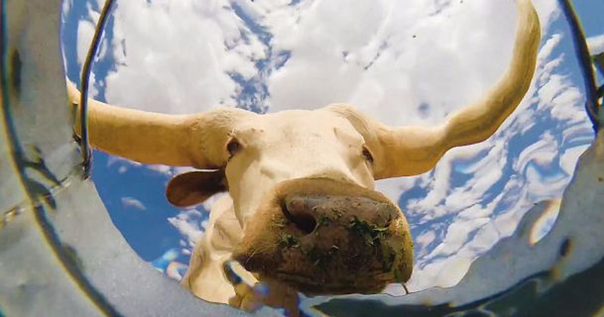 Техасець знімав з відра, як тварини п'ють воду