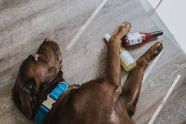 Щоб не пити на самоті: американці створили вино для котиків і песиків - фото 170595