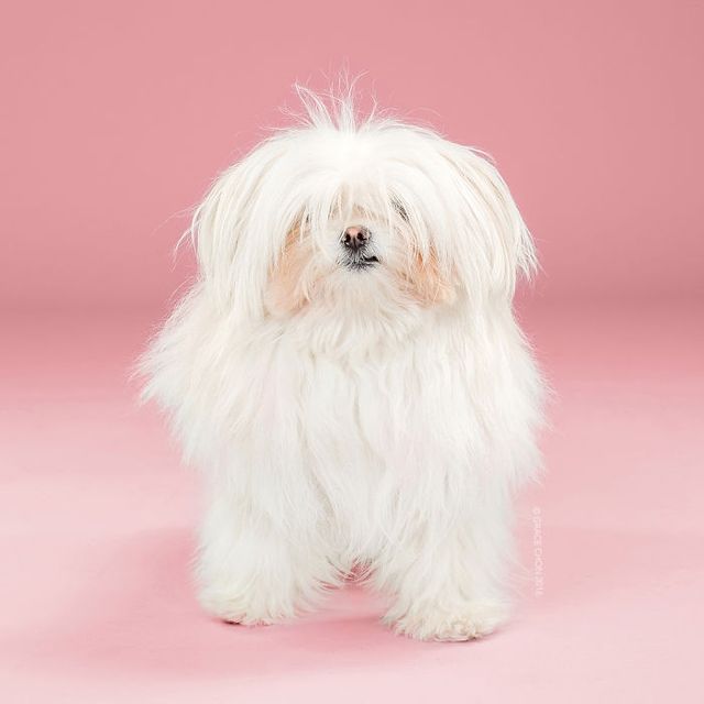 Зачіска змінює все! Кумедні собаки до і після стрижки - фото 167102