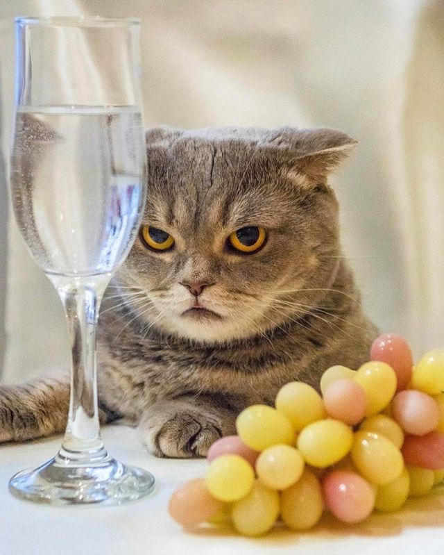 Ці кумедні фото переконають вас ніколи не заводити кота - фото 163606