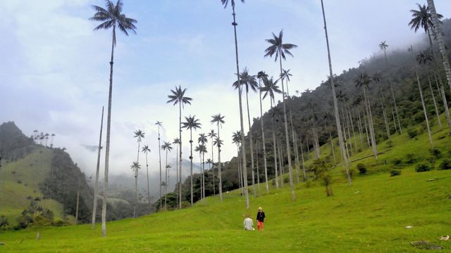 Як виглядає дивовижна долина пальм: унікальні фото - фото 164796