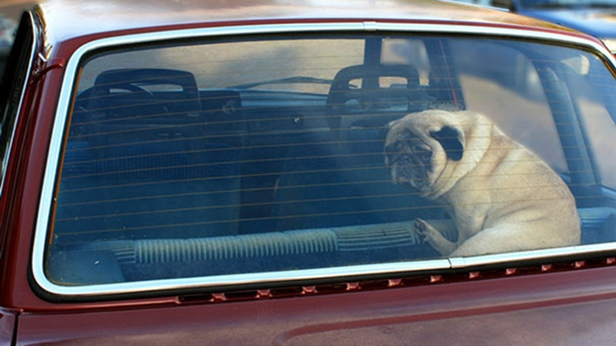 Чому не варто залишати тварин в машині наодинці: інструкція - фото 1