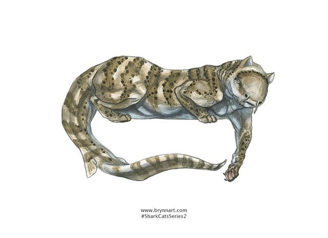 Якби акули були котами: веселі ілюстрації - фото 166647