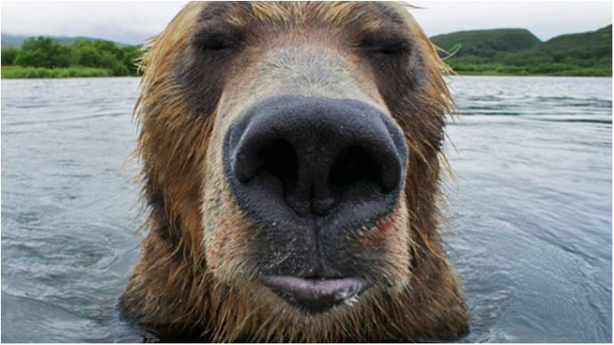 Ведмідь несподівано атакував мисливця: моторошне відео