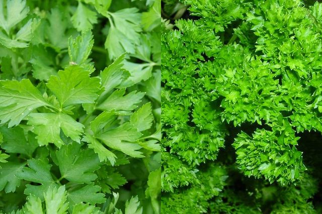 Ці продукти допоможуть очистити організм - фото 170039