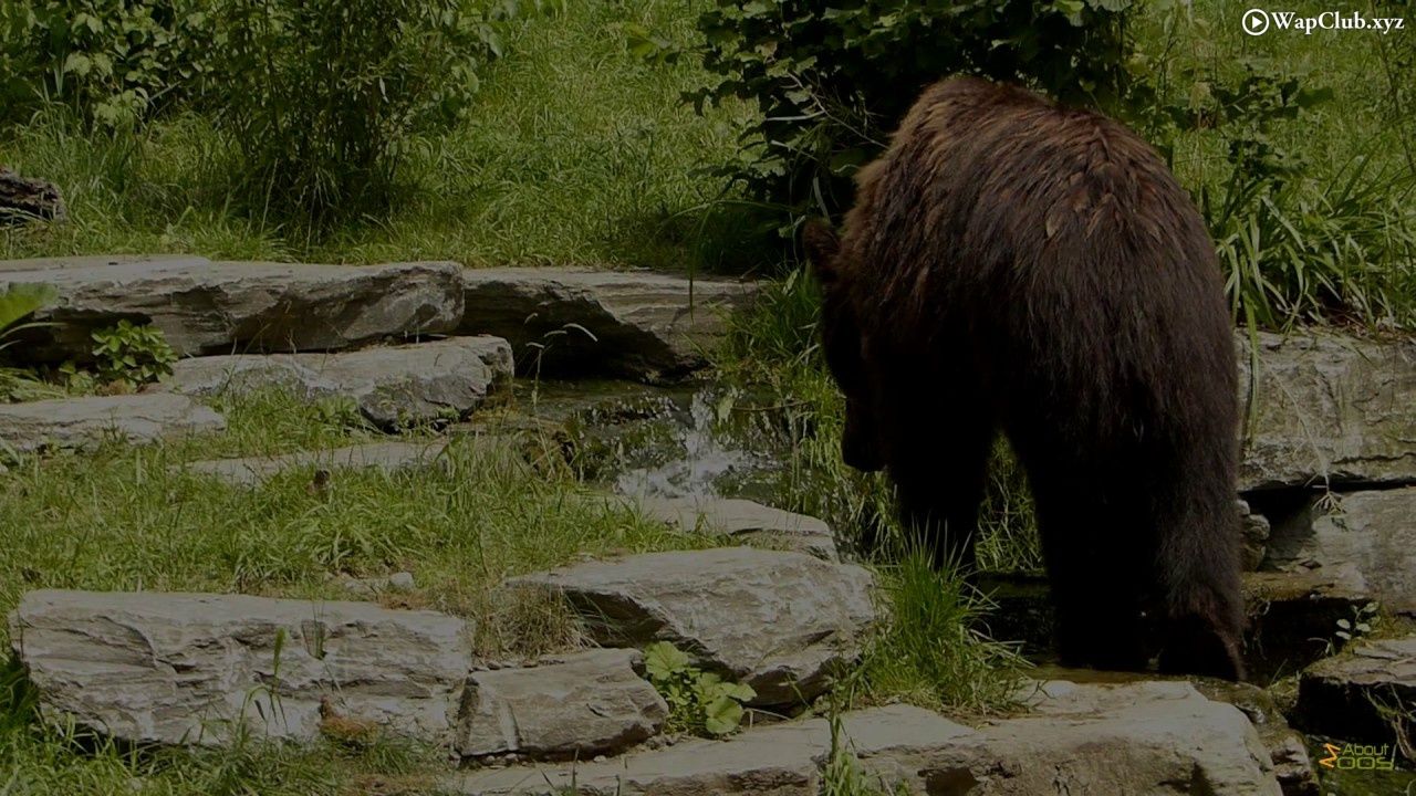 Ведмідь - фото 1
