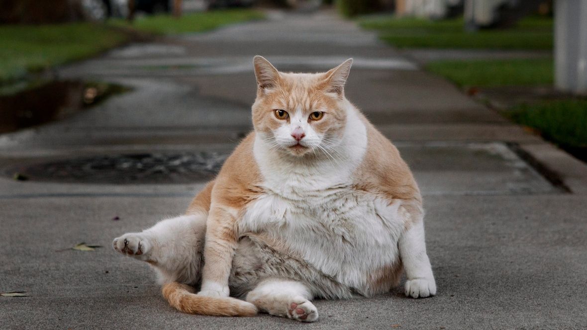 Для людей з ожирінням випустили спеціальні автомобілі